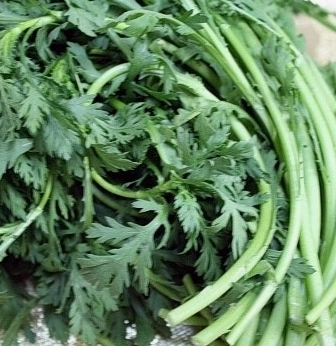 쑥갓의 효능 부작용 고르는법 칼로리 꽃