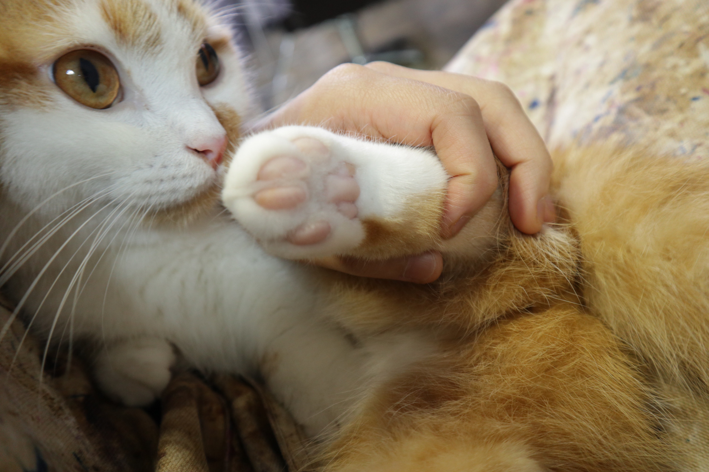 고양이발바닥털