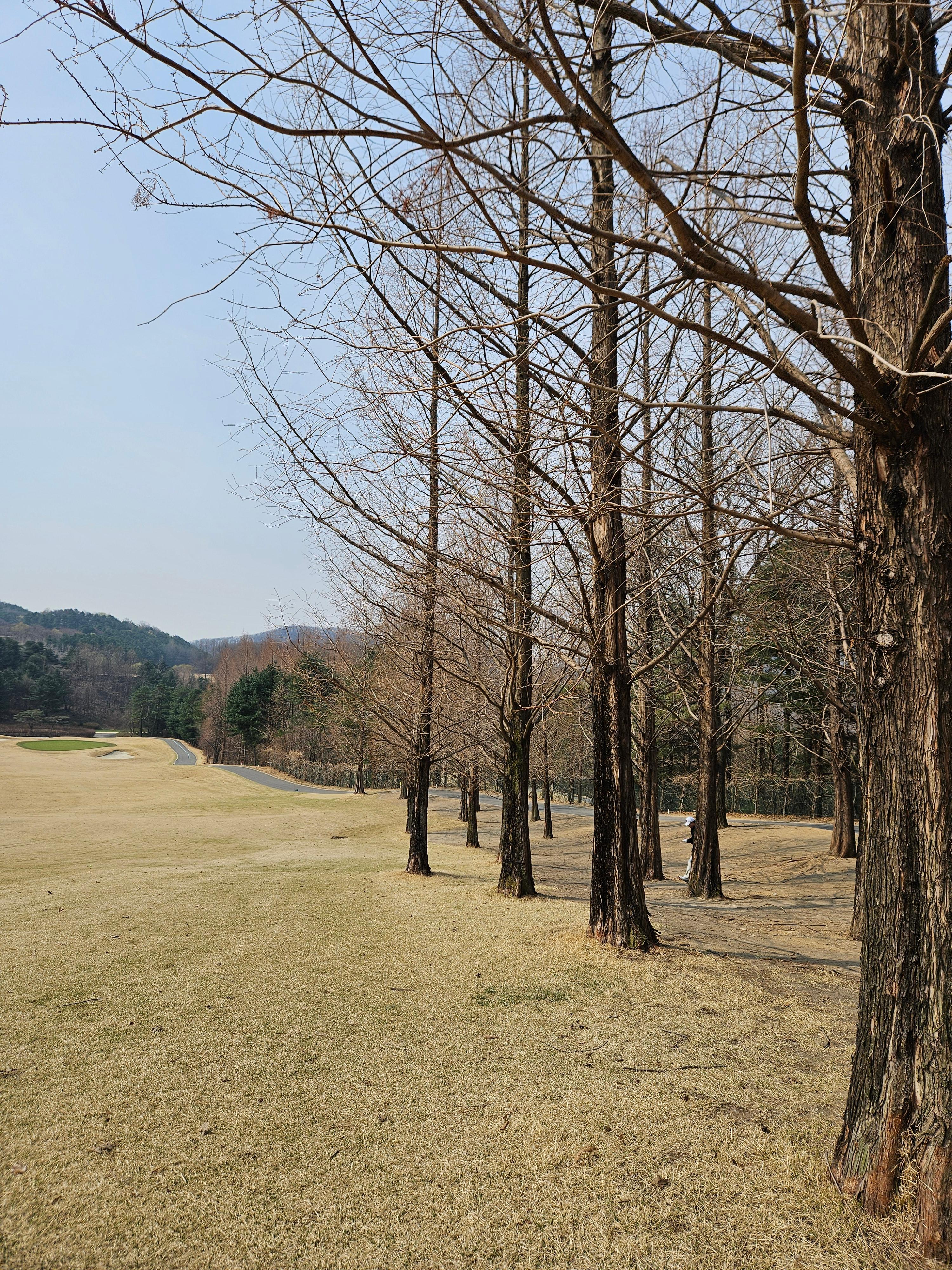 메타세콰이어 나무길