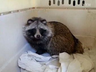 야생 너구리 도시 특징 매력 성격_8