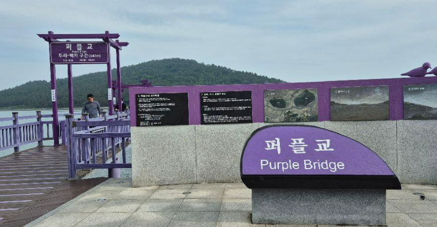 퍼플교