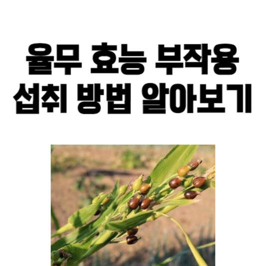 율무의 효능과 부작용, 섭취 방법
