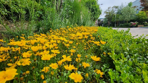 용인 자작나무숲 수국축제