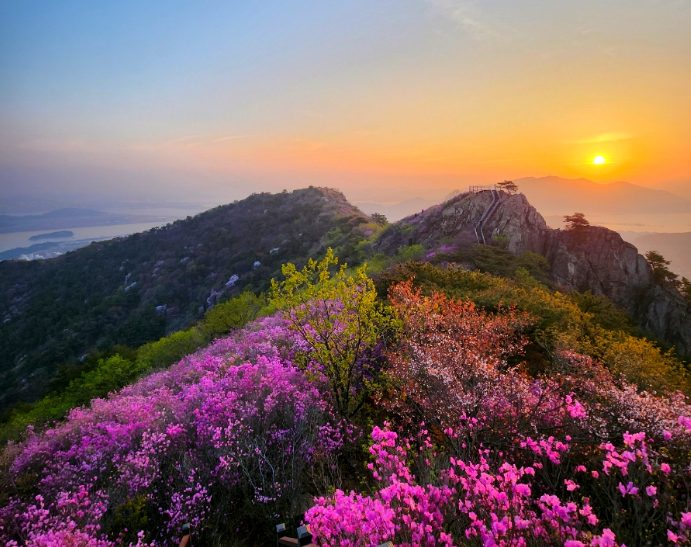 영취산 진달래