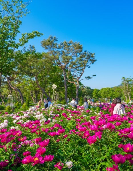 서울대공원 장미축제
