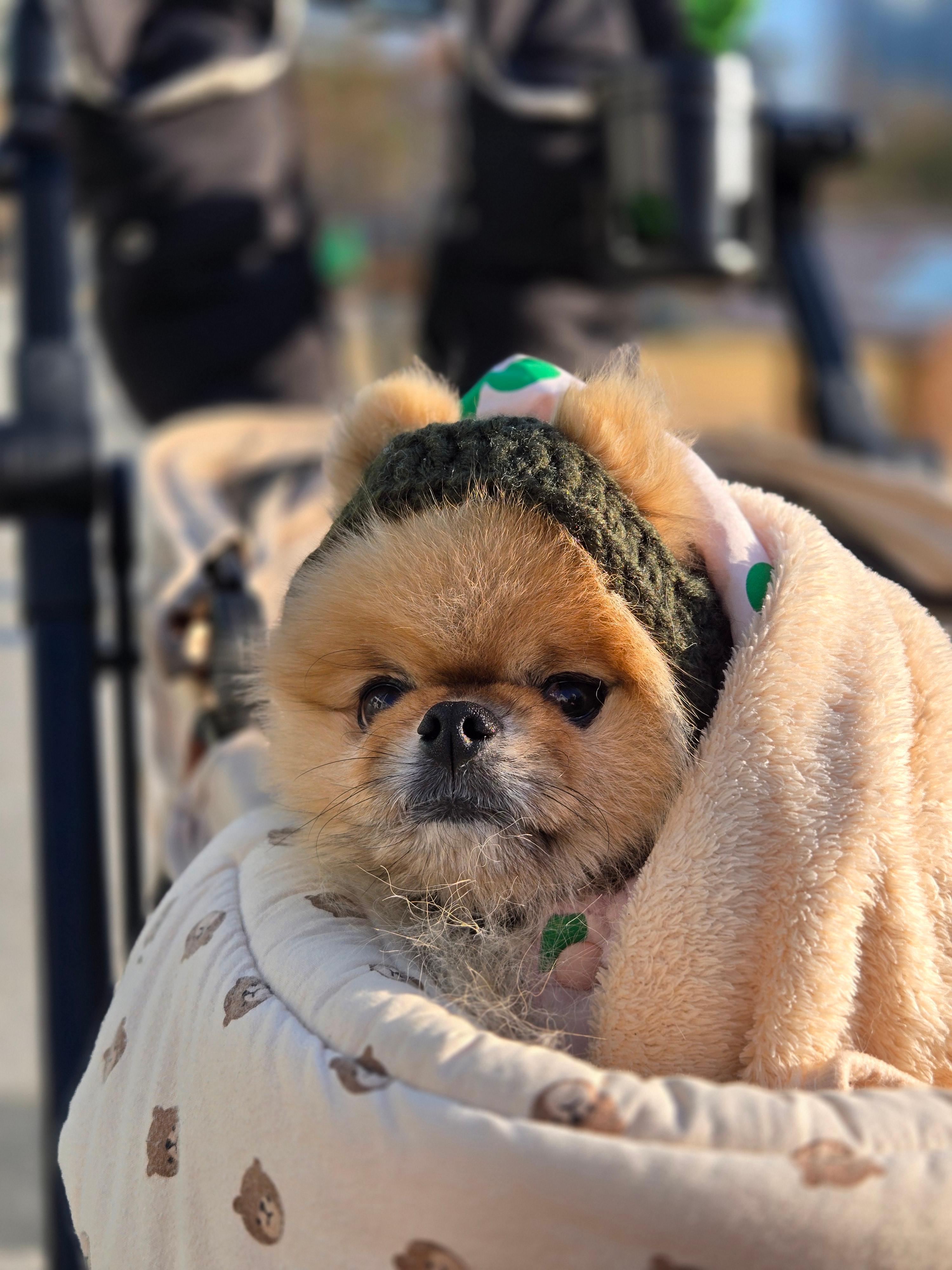 강아지 바라클라바