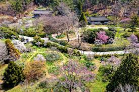  제 7회 천리포 수목원 목련 축제 특징