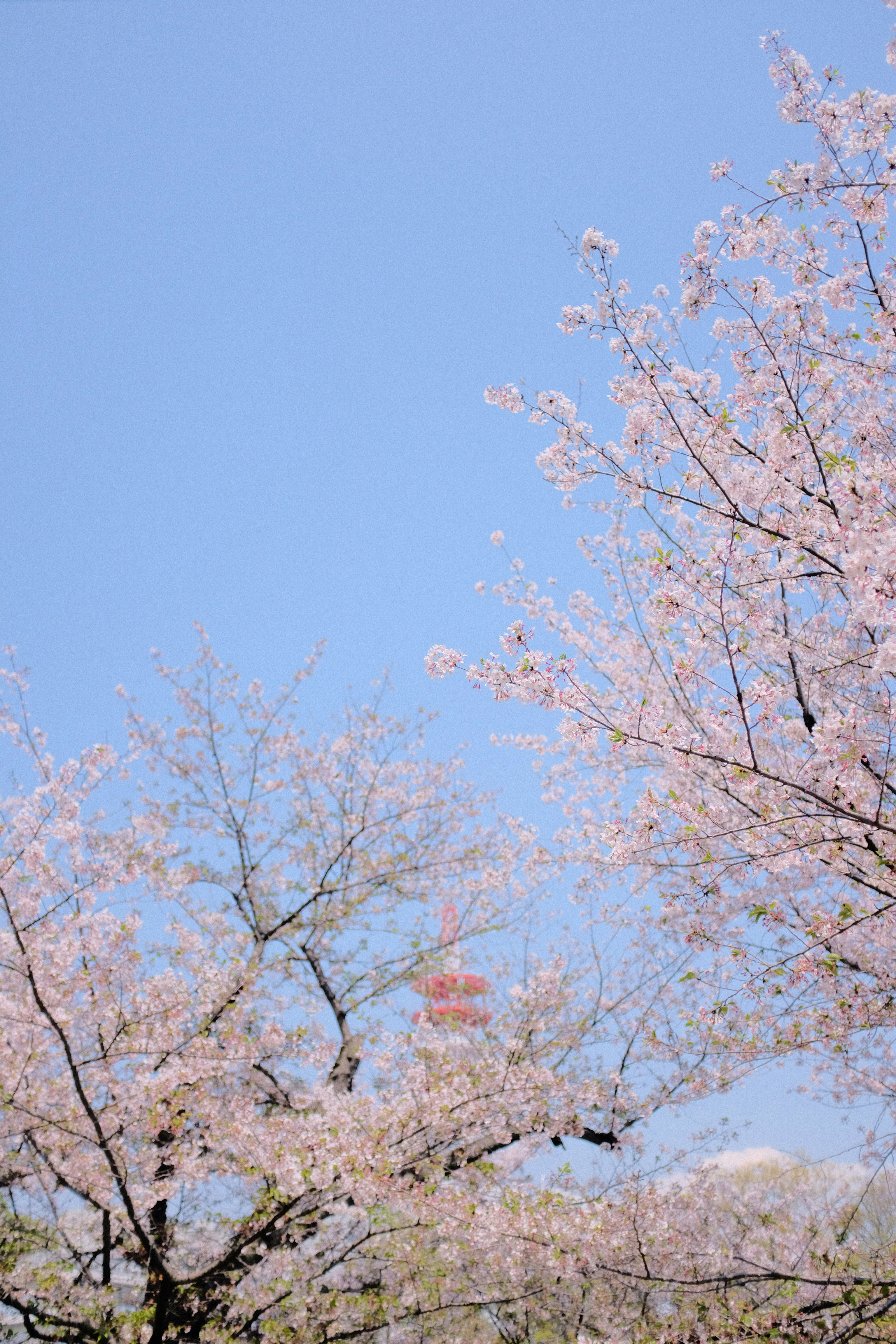 벚꽃 사진