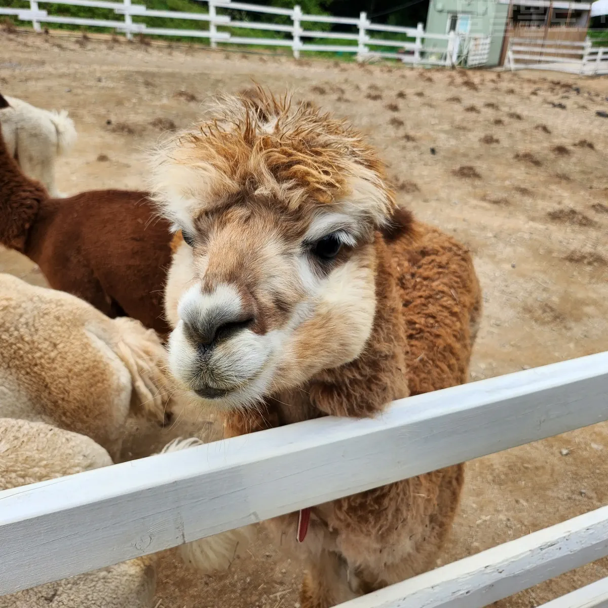 가평-양떼목장-알파카-체험