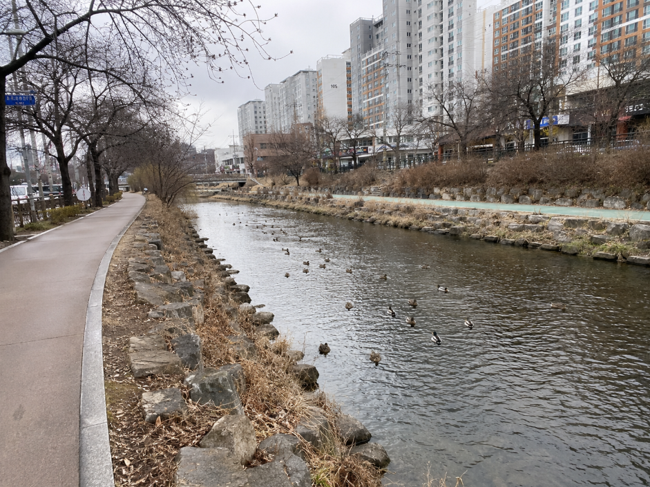 경기 의정부 중랑천 산책로와 겨울철새 풍경