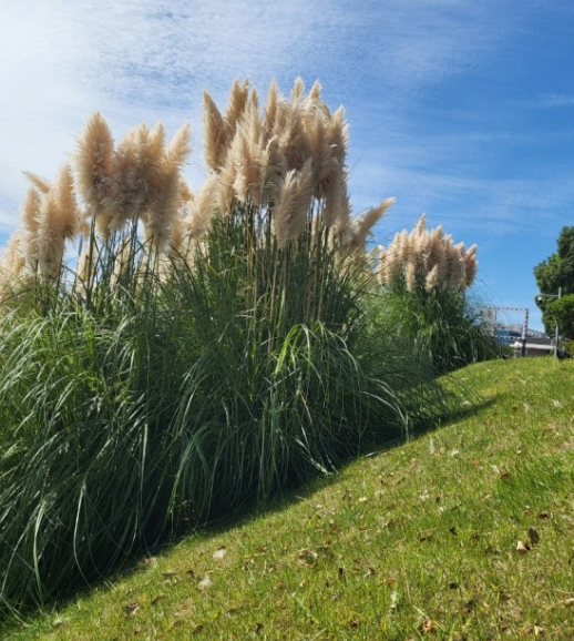 가을에 꼭 가야 하는 억새 명소