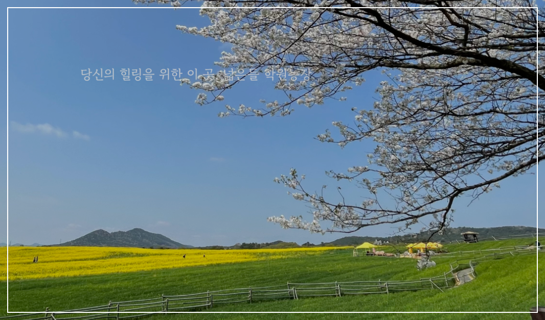 고창-학원농장-유채꽃