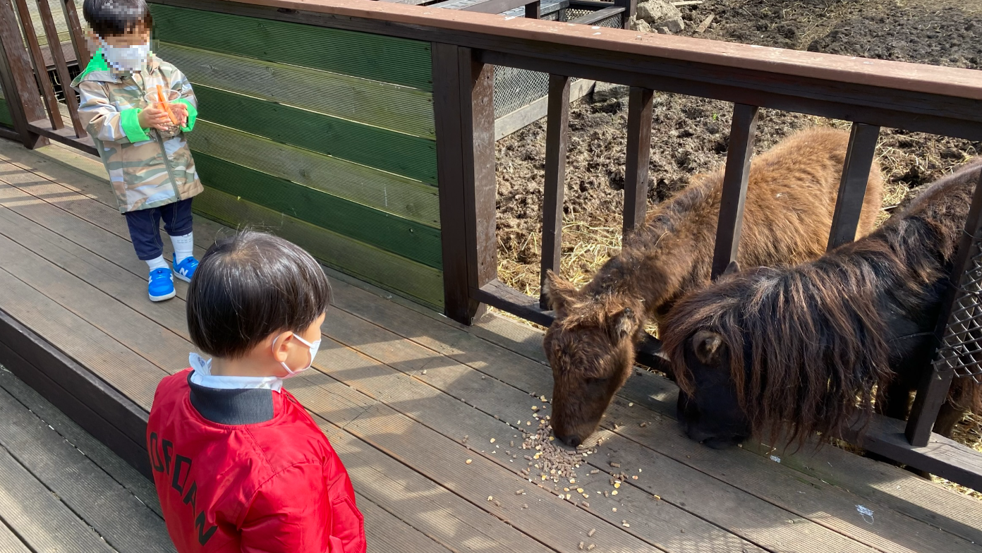 조랑말 먹이체험
