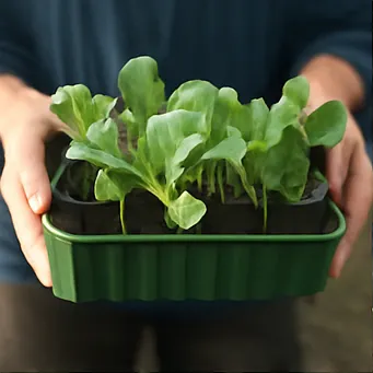 김장배추 심는시기6