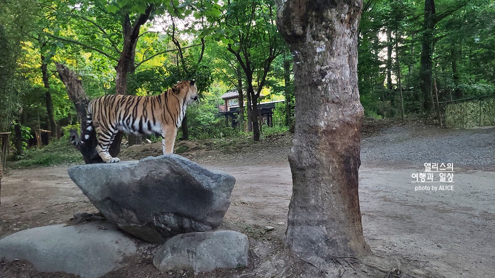 에버랜드 사파리 월드 꿀팁 (예약, 트램 좌석), 자유이용권 할인