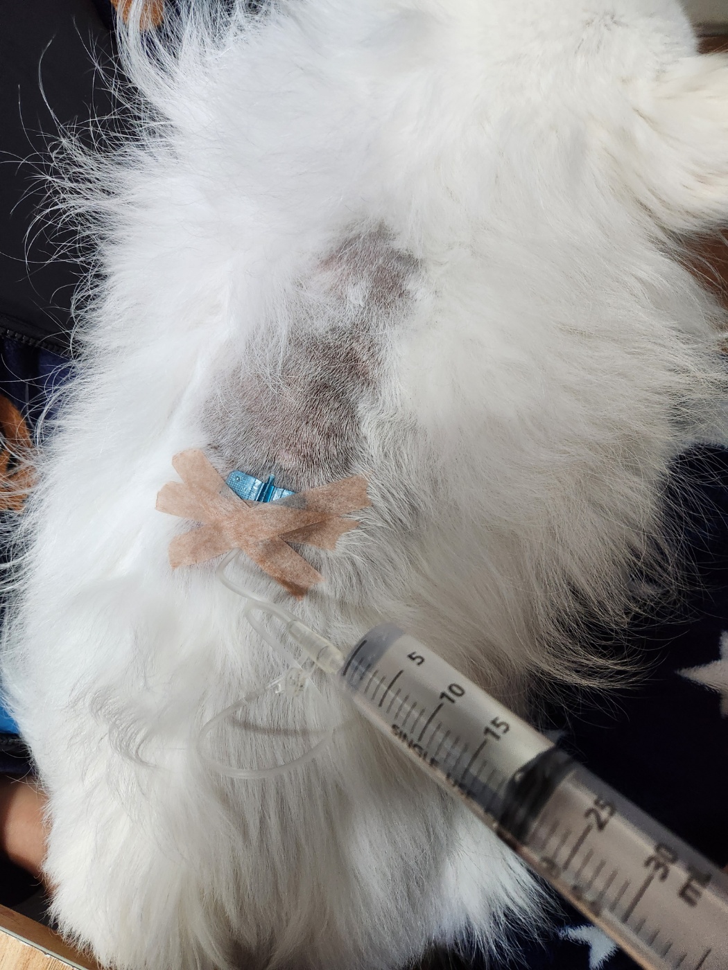 강아지피하수액