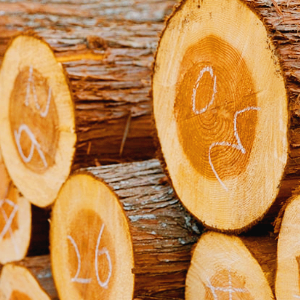 목재 관련주 대장주 테마주 TOP5 주식