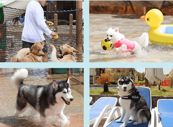 물놀이하는강아지-댕댕워터파크