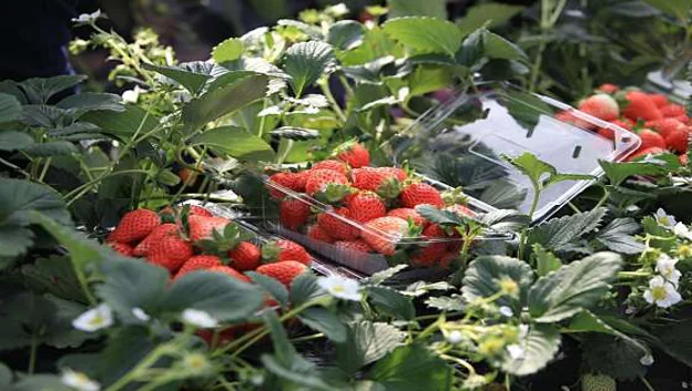 옥종딸기 정보화마을