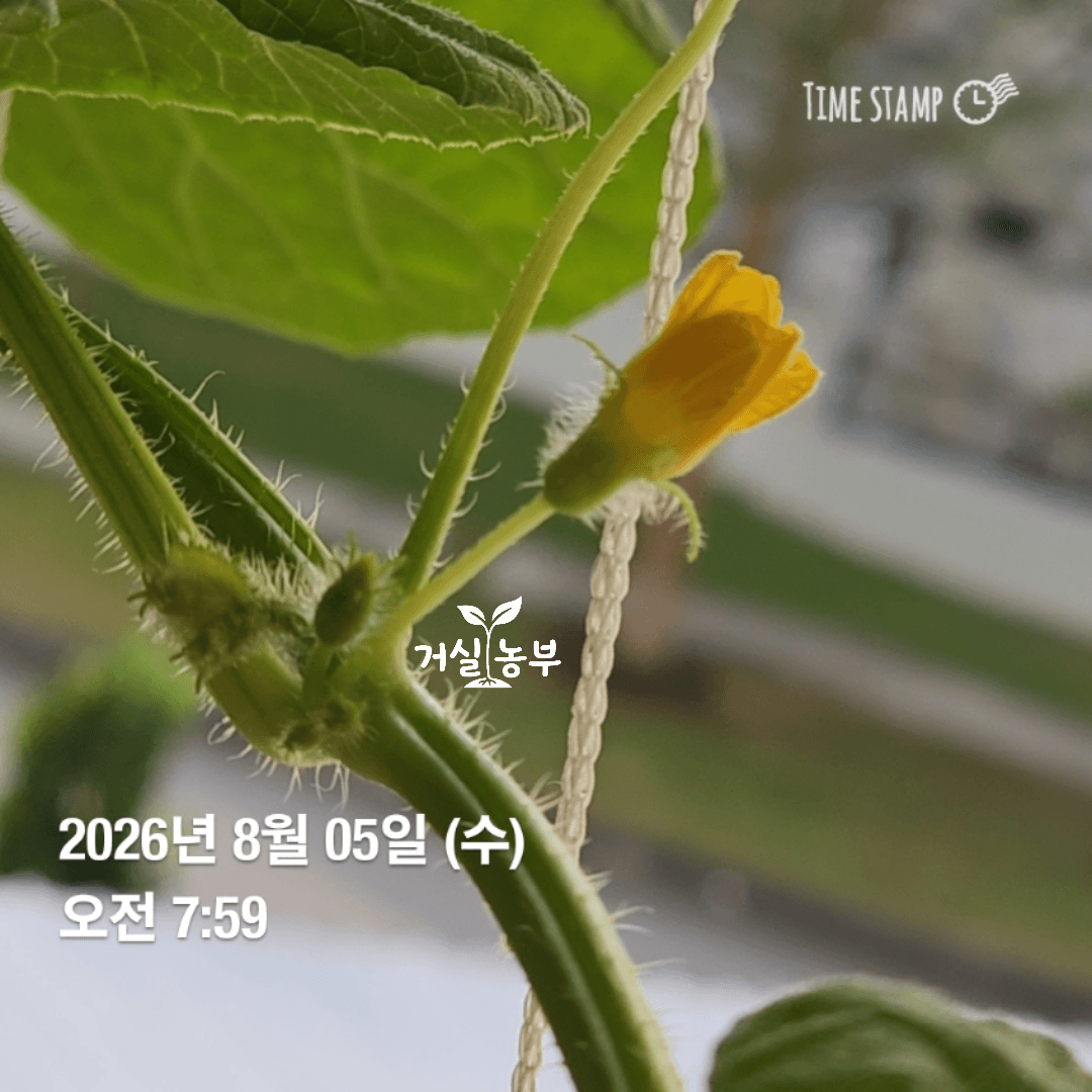 베란다에서 키운 허니듀에 처음 생긴 꽃봉오리