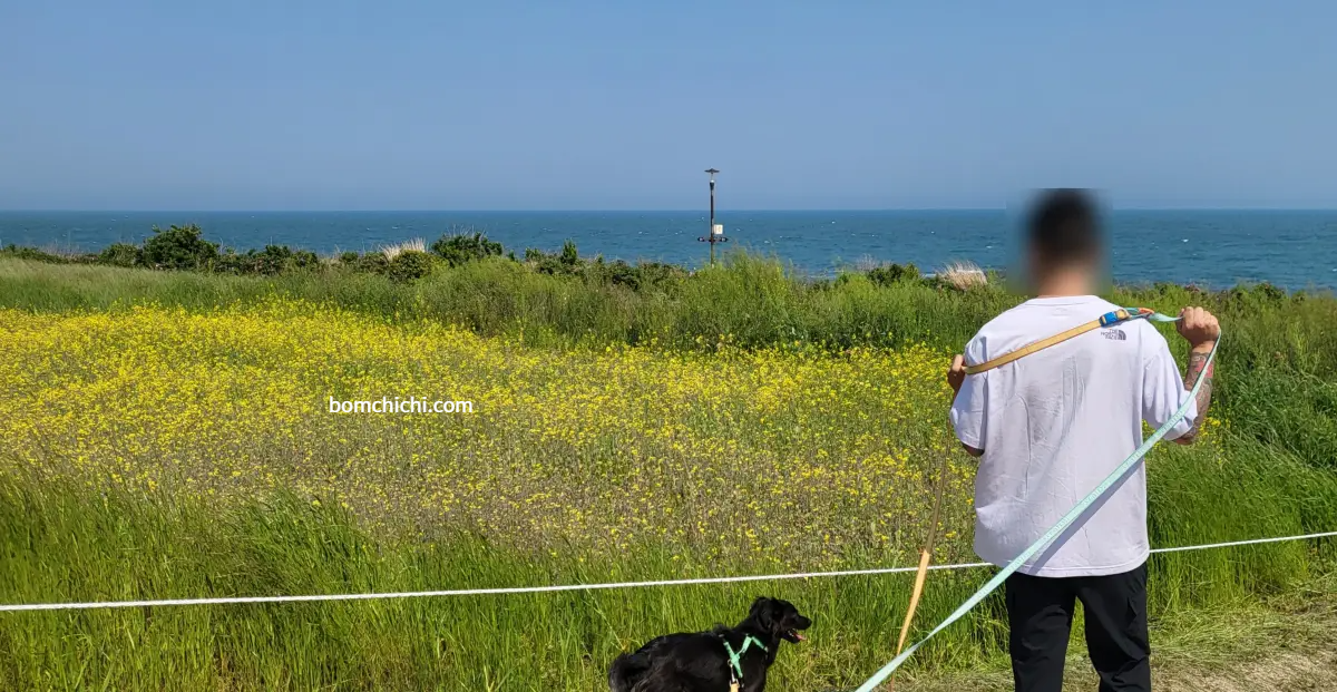 유채꽃 단지 사진