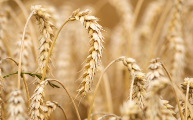 밀 파종시기와 거름 주는 방법 알아보기 1