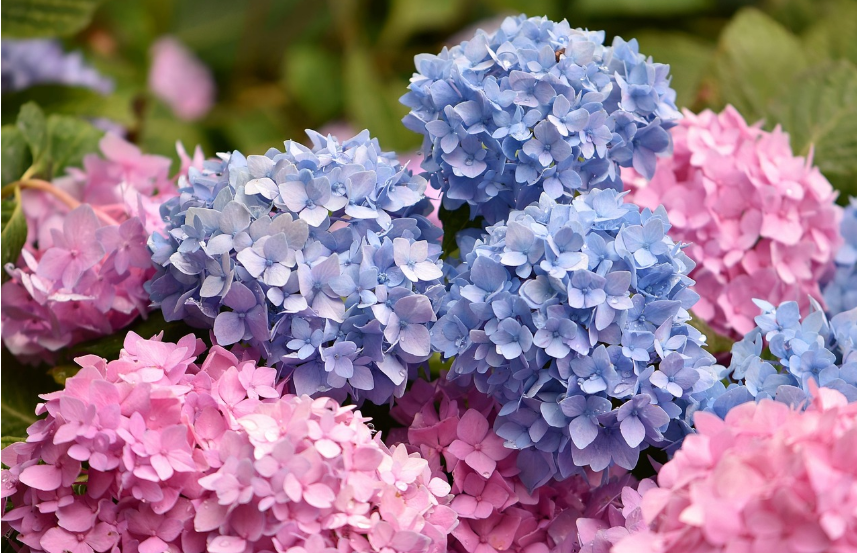 수국길 산책 명소 관련 사진