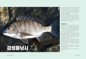 낚시 대상어 히트 시간 일출 전후 해질 무렵 밤낚시_10