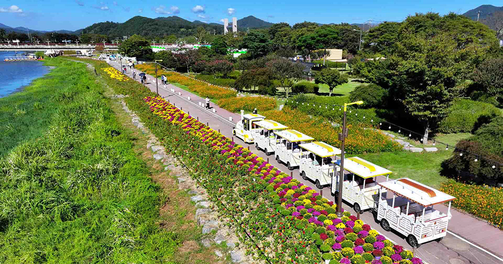 장성 황룡강 가을꽃축제 꽃길열차가 형형색색의 국화와 코스모스가 만발한 황룡강변을 따라 달리는 모습