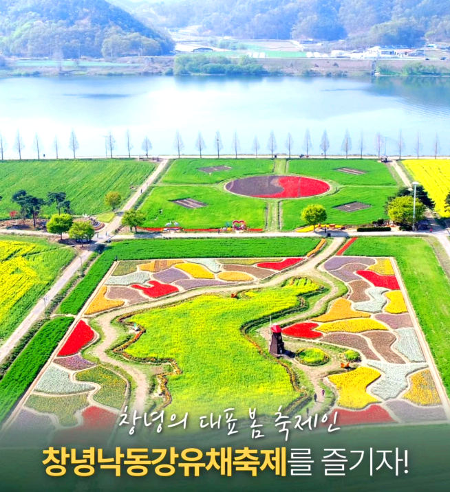 창녕 낙동강유채축제