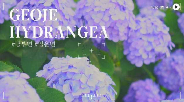 거제 수국 축제, 여름을 걷다 일정 총정리