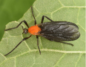 러브버그 퇴치 및 예방법