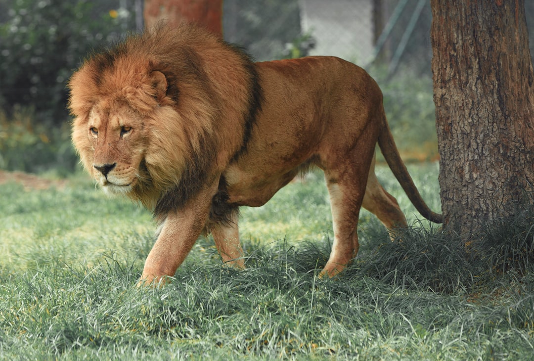 Animal