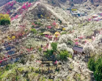 광양 매화축제_20