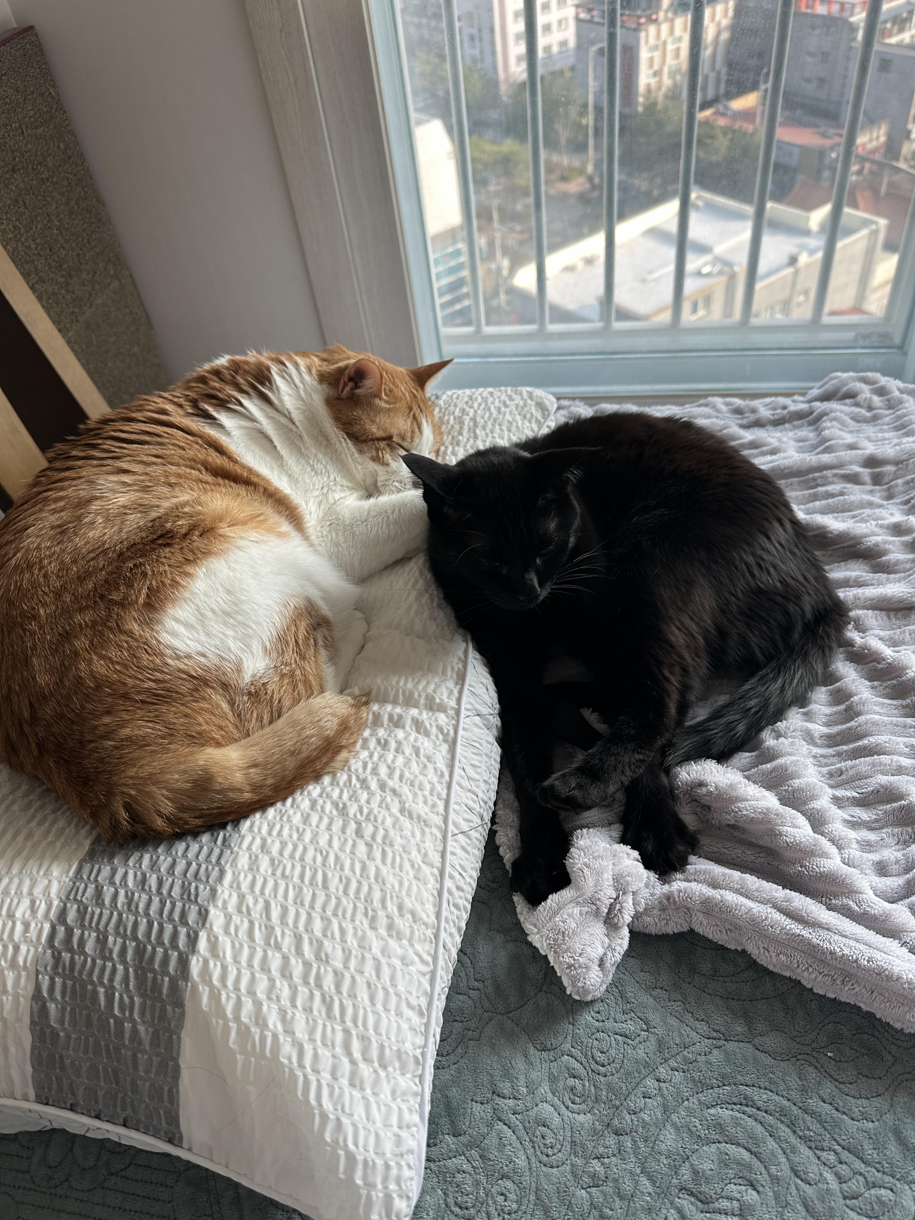 건이의 골골송과 꾹꾹이를 함께 볼수 있는 영상 (feat.고양이가 꾹꾹이를 하는 이유)