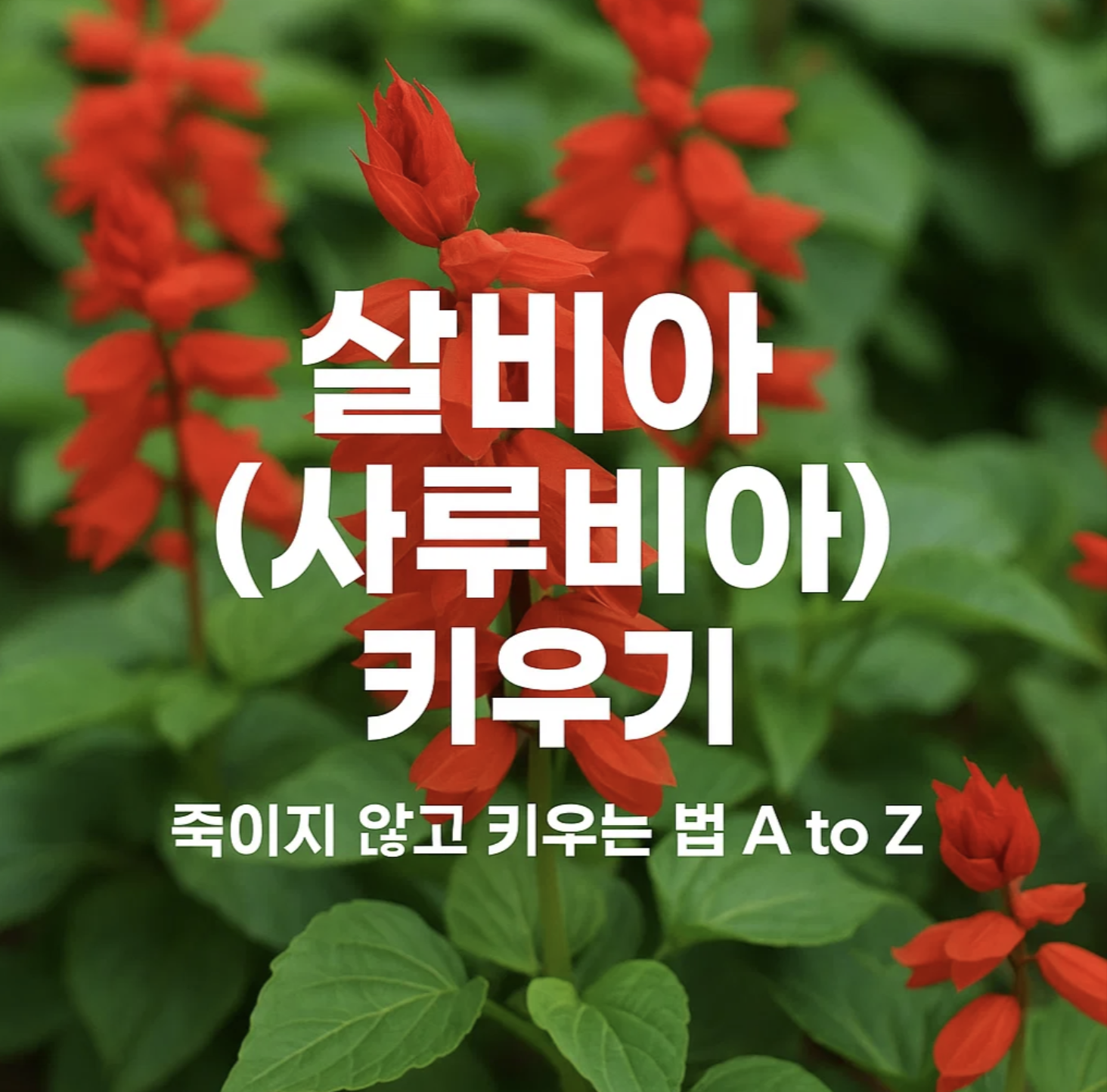 살비아(사루비아) 키우기, 죽이지 않고 키우는 법 A to Z