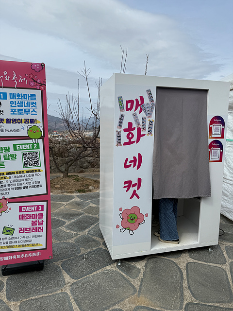 광양 매화축제 개화상황 실시간