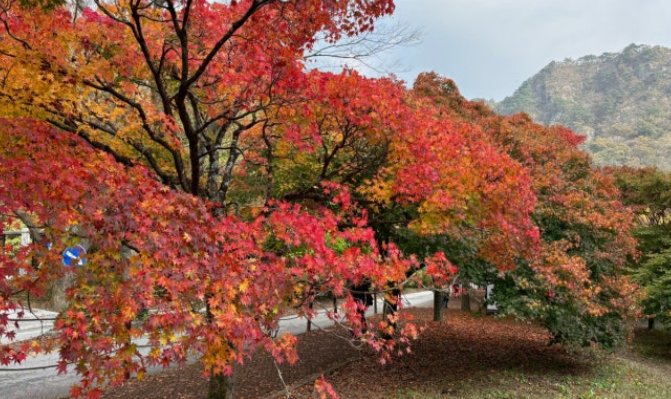 가리왕산 단풍 절정, 이번 주 놓치면 후회! 가을 여행 코스