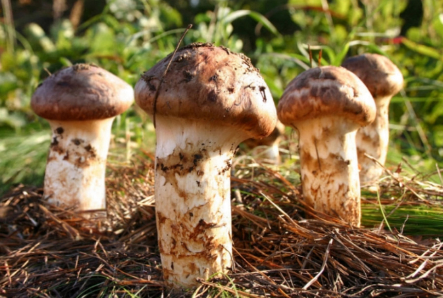 야생에서 잘 자라고 있는 송이버섯 4송이를 확대를 하여 찍은 사진