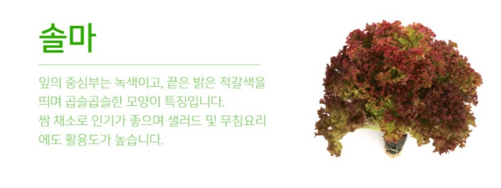 생방송투데이 환승직업 두 번째 인생 충주 쌈 채소 농장 웰팜이에이씨 쌈채소 스마트스토어 주문방법