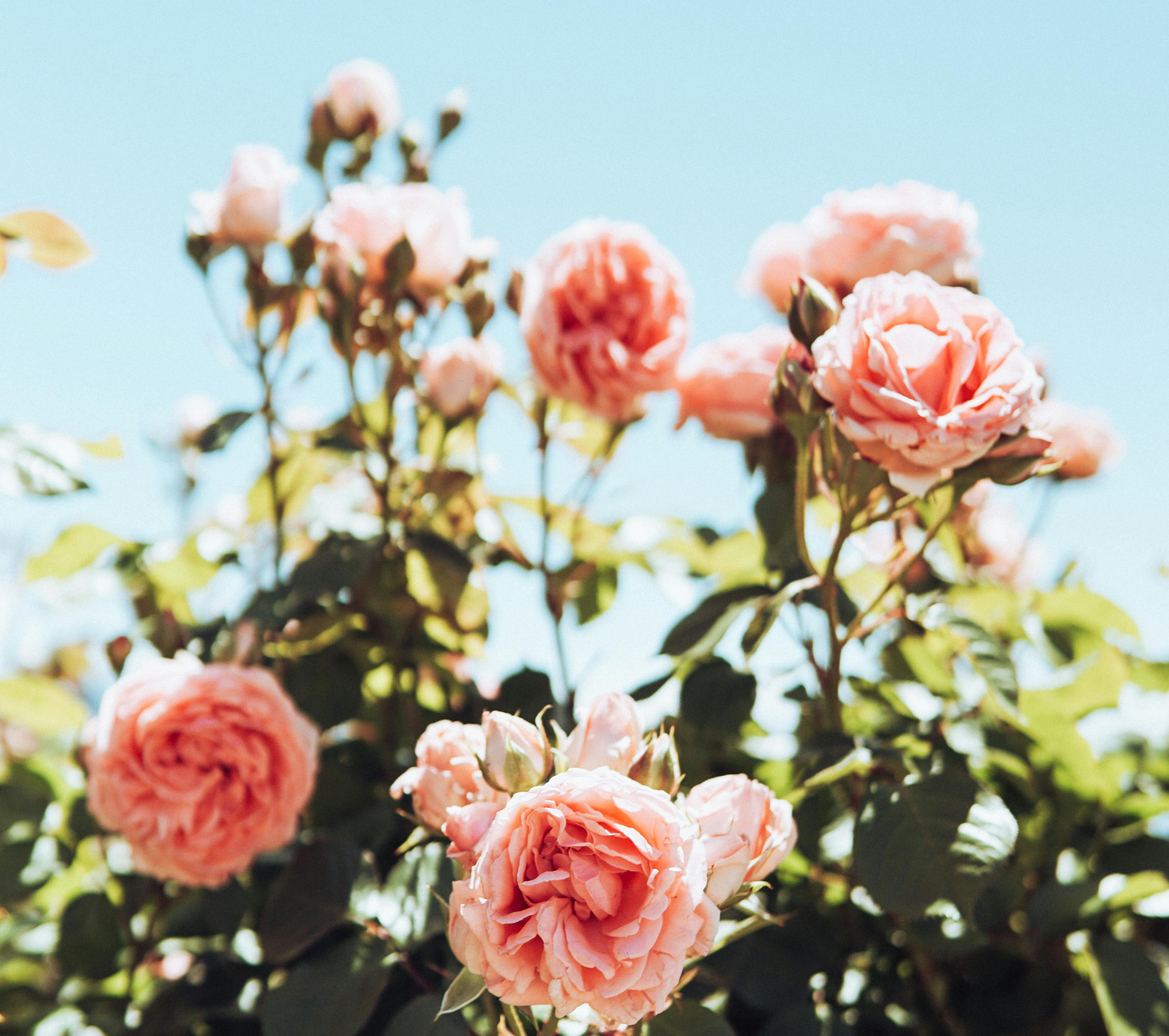 에스트로겐, 감정을 흔드는 호르몬이 아니라 균형을 잡는 호르몬