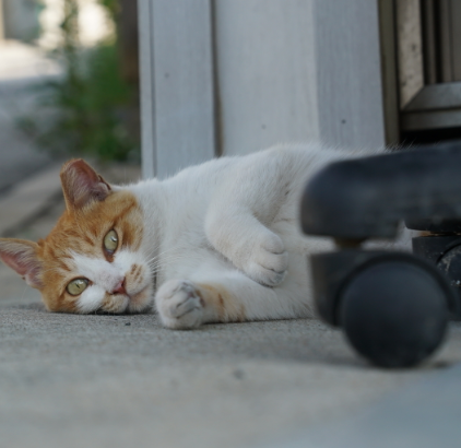 반려동물 사진, 영상, 추억을 오래 남기는 특별한 보관법