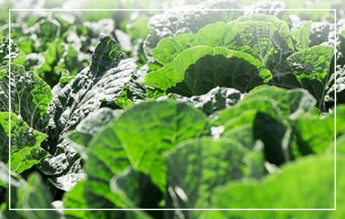 곰보배추 섭취 시 주의할 점 