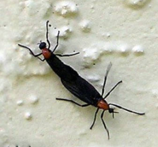 러브버그 뜻, 천적, 퇴치방법 총정리