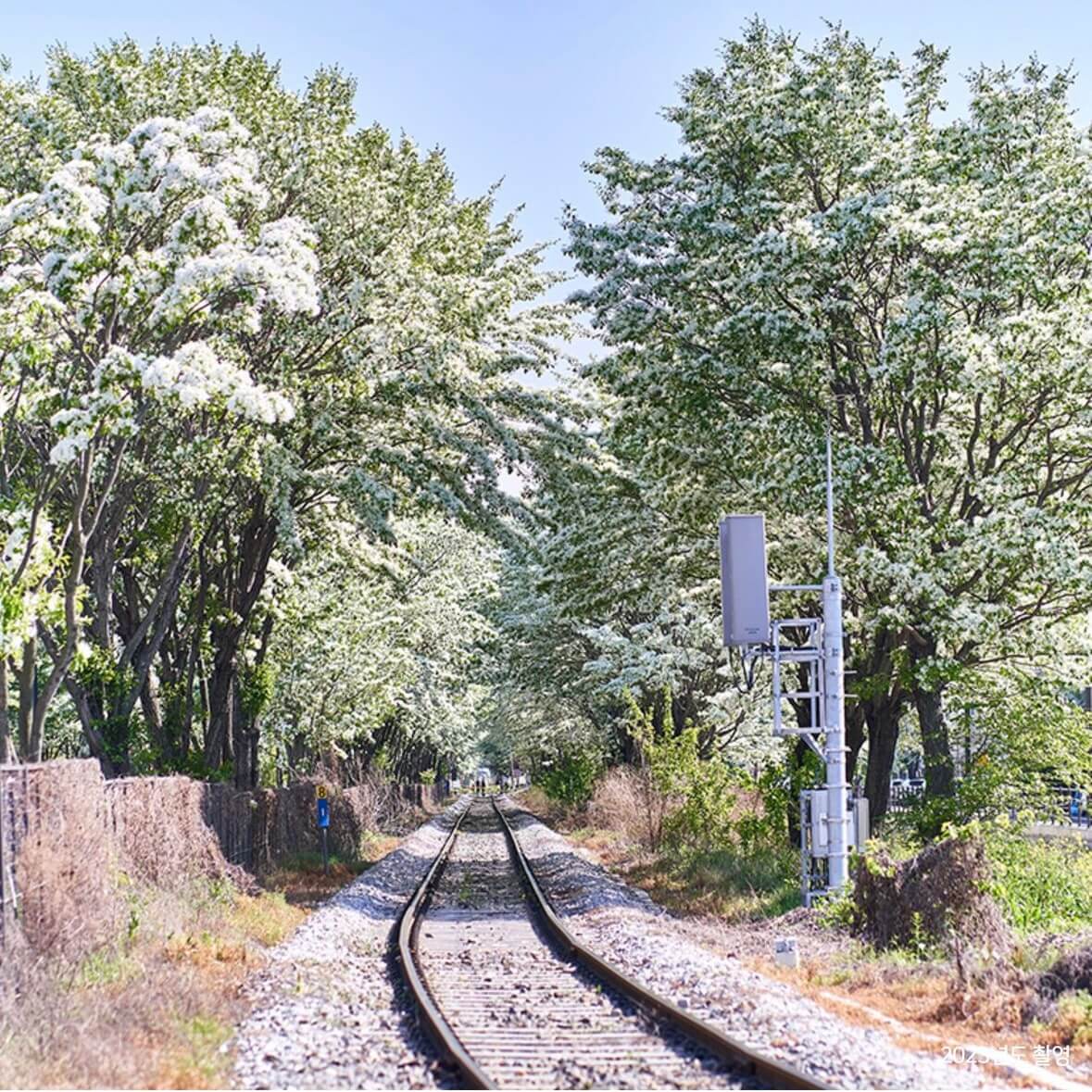 전주 이팝나무 철길