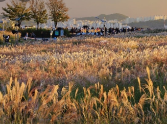 2024년 서울 억새 축제 일정