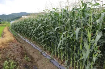 옥수수 재배 수분 수정 바람 피해 예방 거름 주기_3