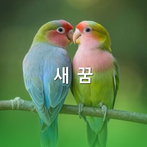 귀엽고-화려한-코뉴어-앵무새-두마리가-서로-다정하게-앉아있는-모습