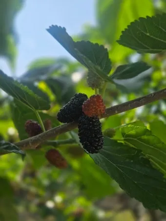 오디 재배 뽕나무 전정 수확 시기 저장 요령_6