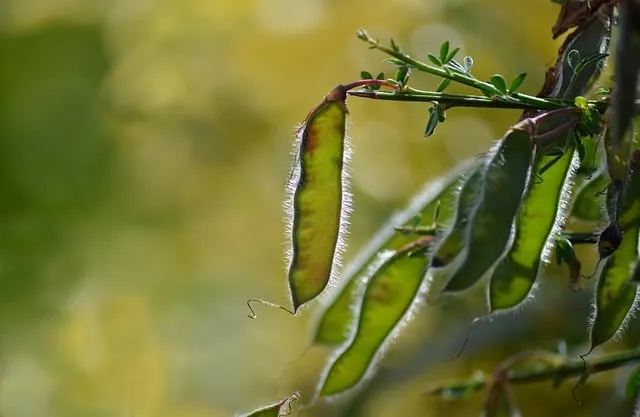 홍화씨 효능 영양성분 홍화씨유 먹는법_8